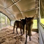 Abris pour pour bétail 6x6 m GSCT2020 Premium – Image 4